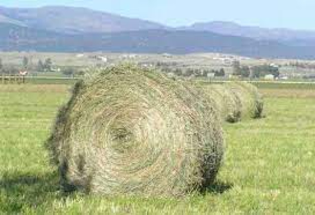 Hay Bales