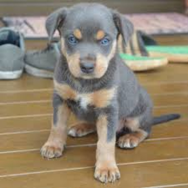 Kelpie pups