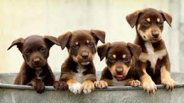 Kelpie pups