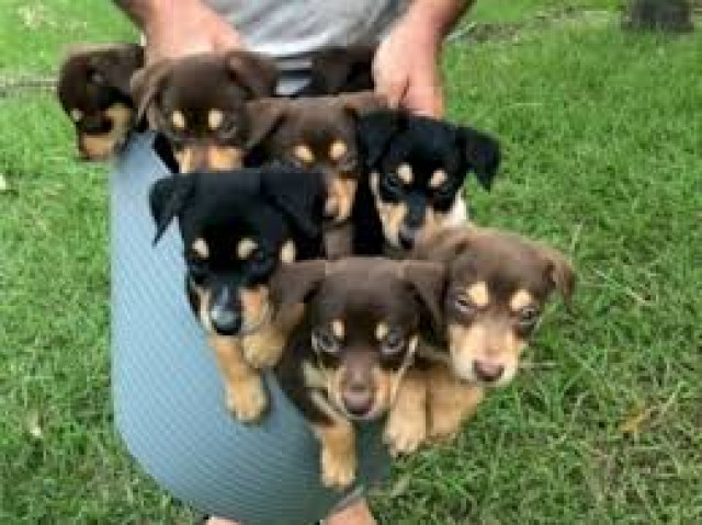 Kelpie pups