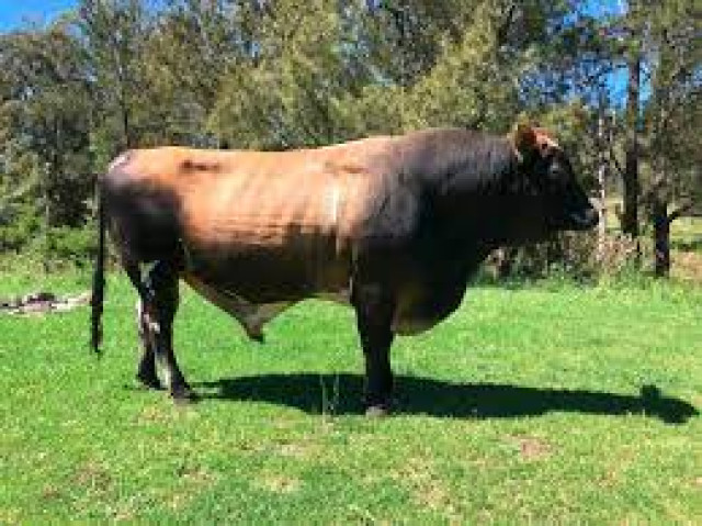 Jersey Bull