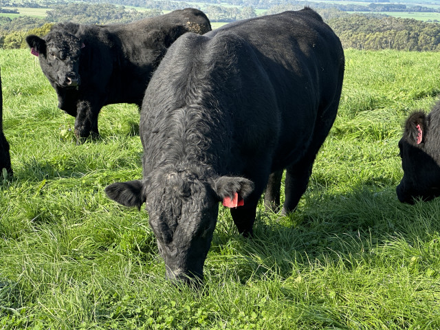 Pure Bred Angus Bulls