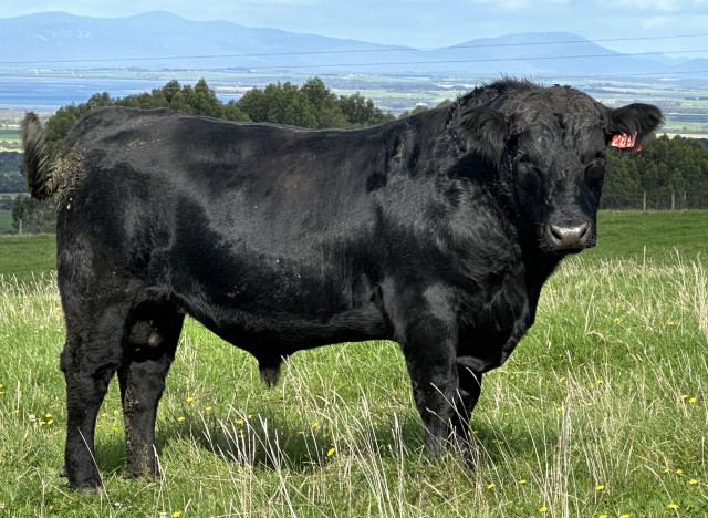 Pure Bred Angus Bulls