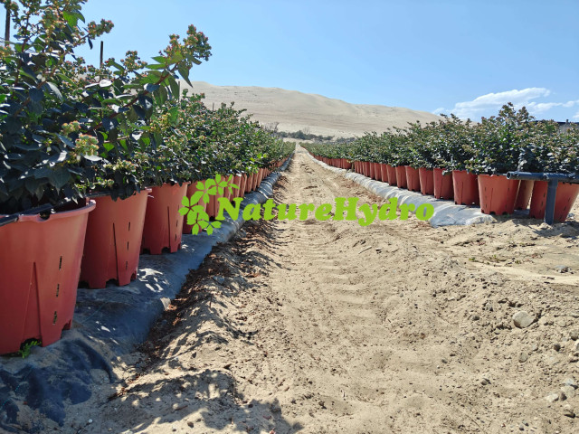 Plastic Berry Grow Pots Wholesale