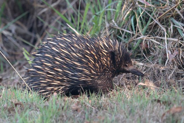 Port Macquarie | 130ha River Estate | Platypus | Dual Living 