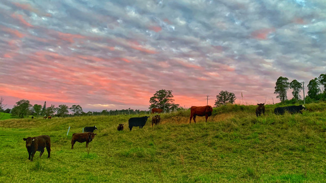Port Macquarie | 130ha River Estate | Platypus | Dual Living 