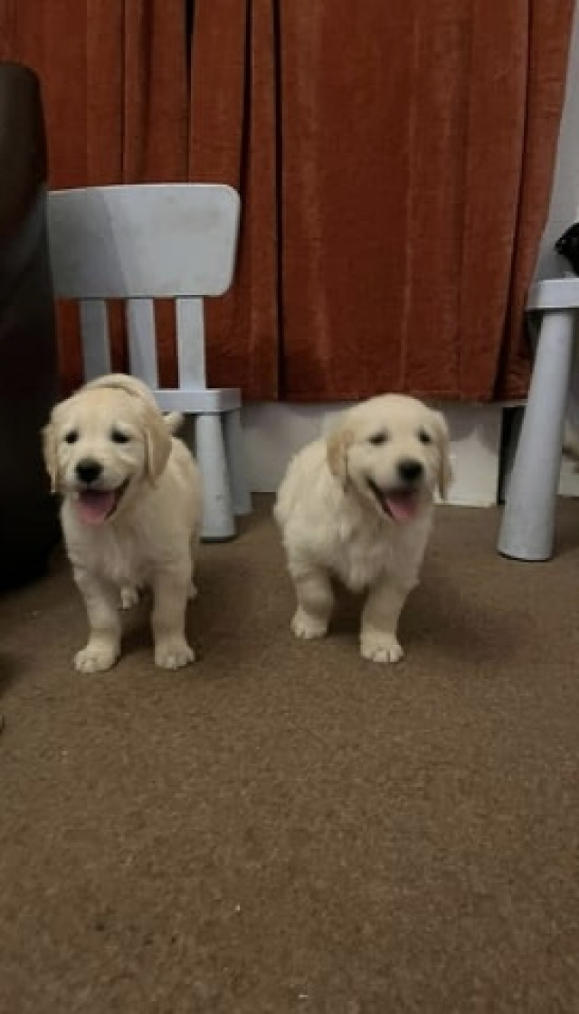 Free 2 Golden Retriever Puppies