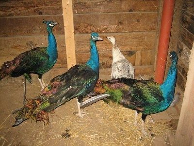 Peafowls For sale