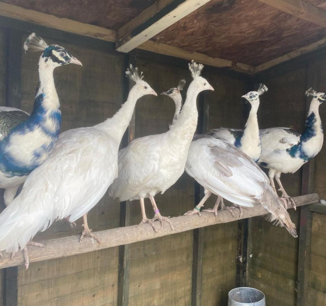 Peafowls For sale