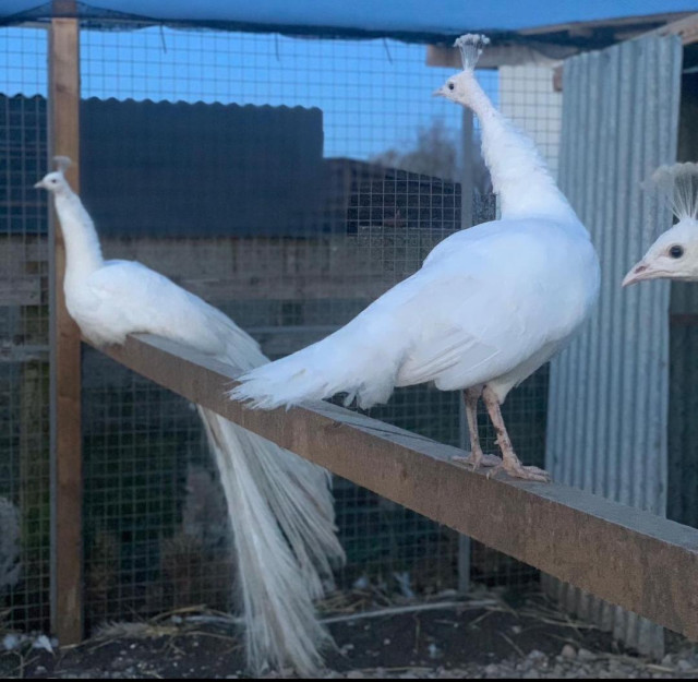 Peafowls For sale