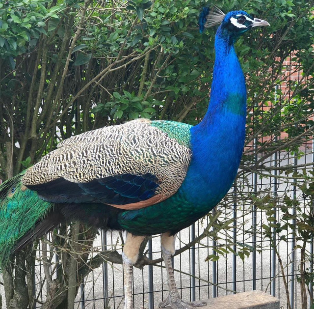 Peafowls For sale