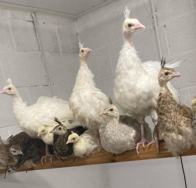 Peafowls For sale
