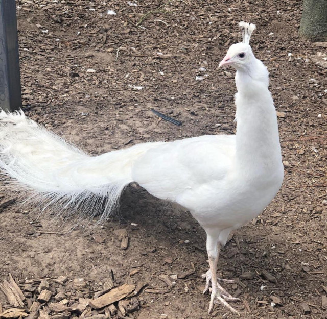 Peacocks and Peahens