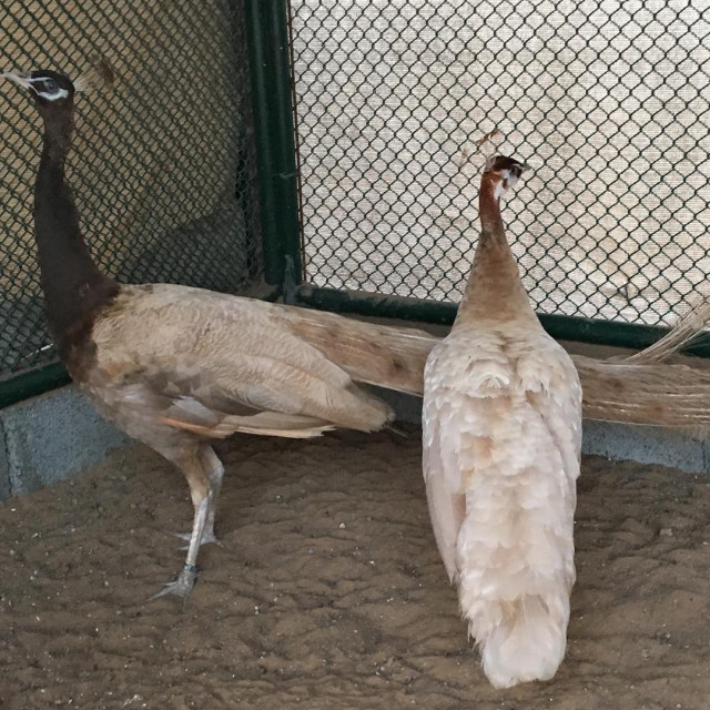 Peacocks and Peahens