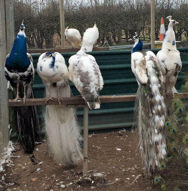 Peacocks and Peahens