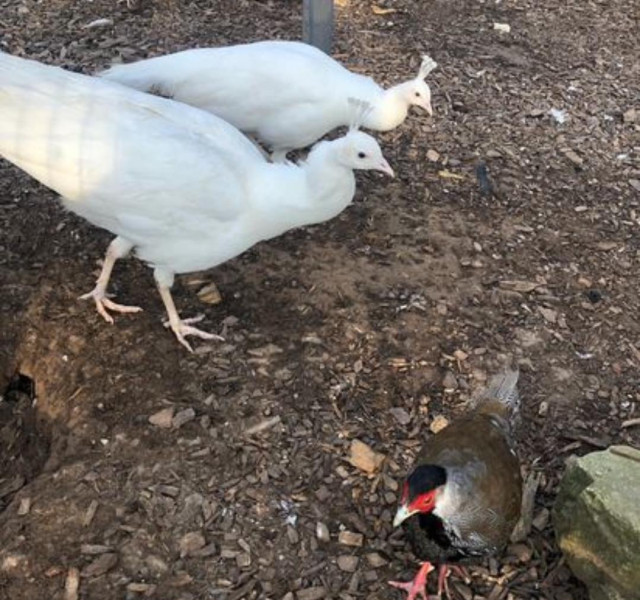Peafowls - Java Green, White, Indian Blue