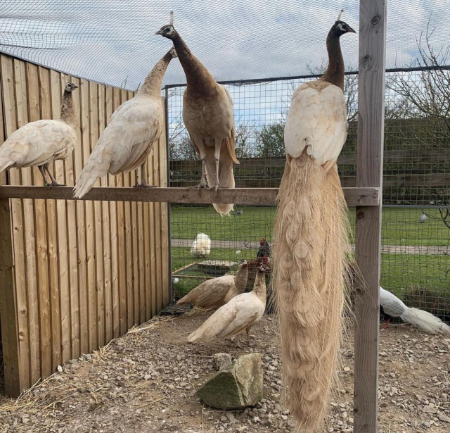 Peafowls - Java Green, White, Indian Blue