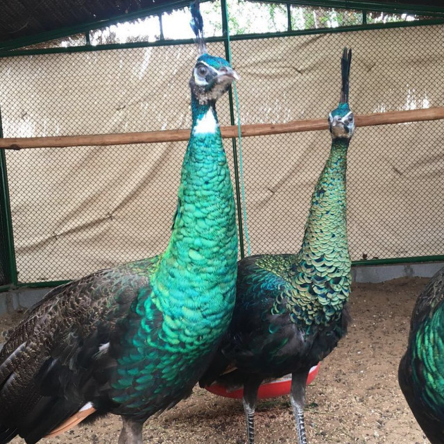 Peafowls - Java Green, White, Indian Blue