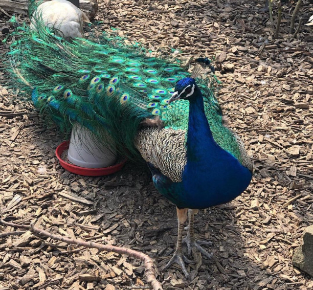 Peafowls - Java Green, White, Indian Blue