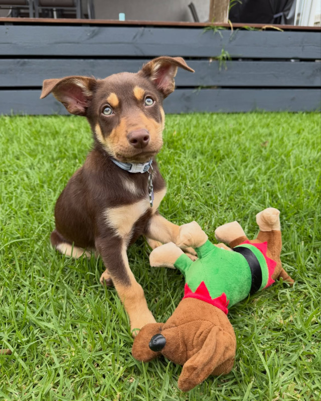Kelpie puppies