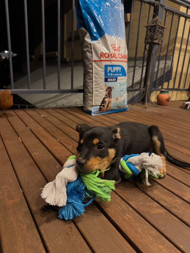 Kelpie puppies