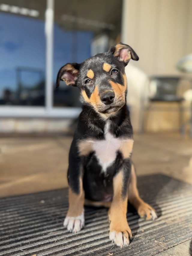 Kelpie puppies