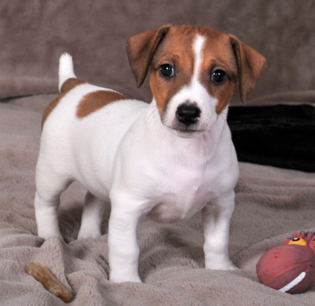Mini Jack Russell Puppies 