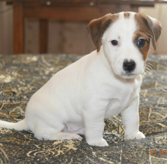 Mini Jack Russell Puppies 