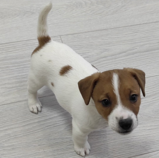 Mini Jack Russell Puppies 
