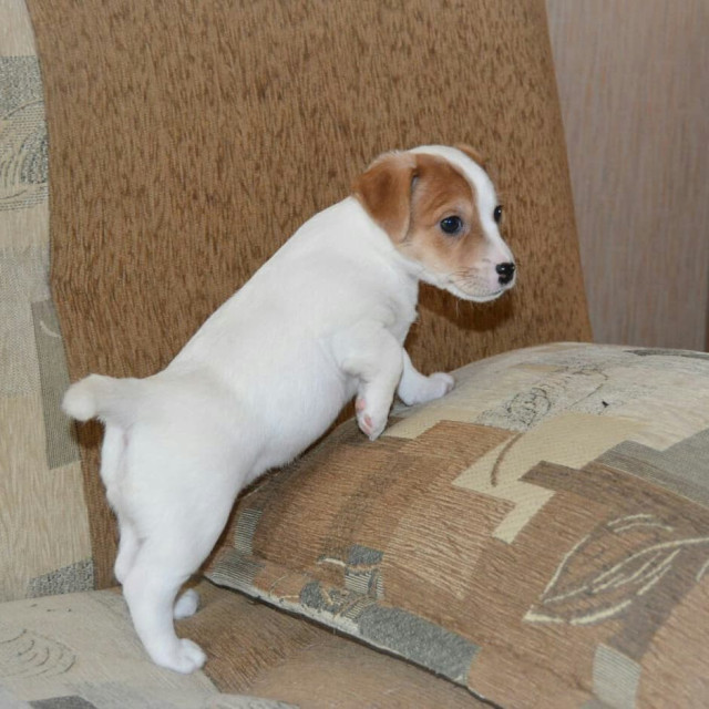 Mini Jack Russell Puppies 