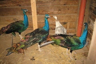 Peafowls For sale