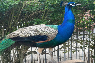 Peacocks and Peahens