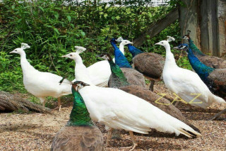 Peafowls - Java Green, White, Indian Blue