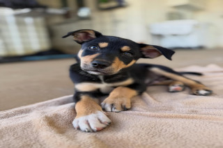 Kelpie puppies